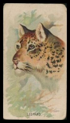 22 Leopard
